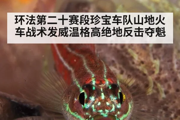 环法第二十赛段珍宝车队山地火车战术发威温格高绝地反击夺魁